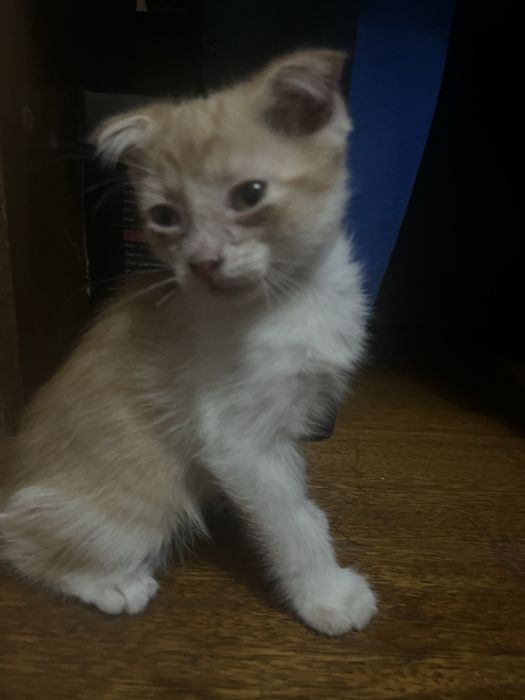 Срочно отдам котят