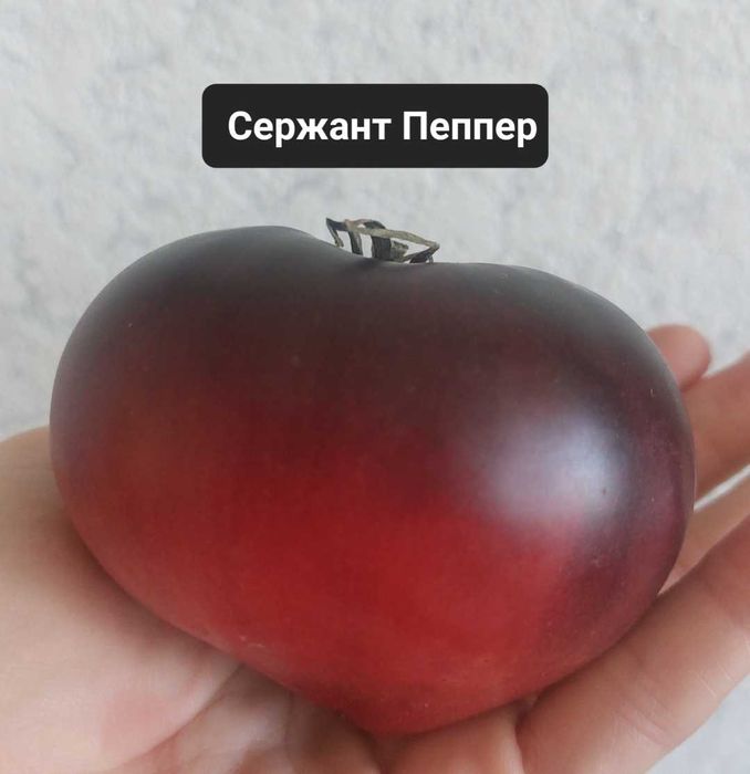 Продам семена томатов