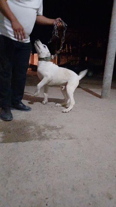 Алабай бойцовский