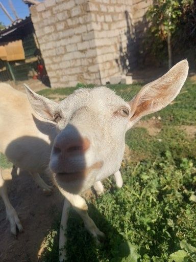 козье берем заказ и готовим свежо в домашных условиях