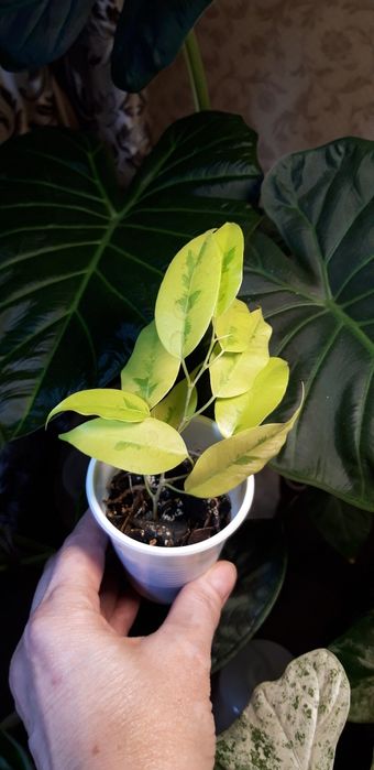 Фикус Еллоу голд вариегатный