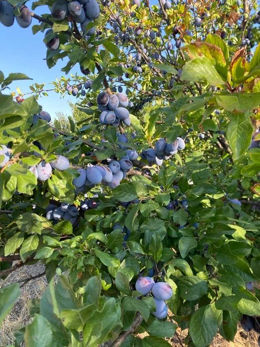 Prune uscate din Bulgaria