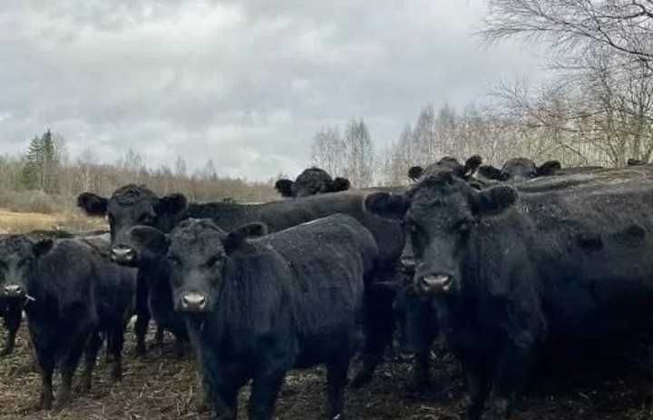 В продаже телята бычки