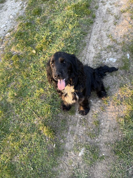 Кокер шпаньол