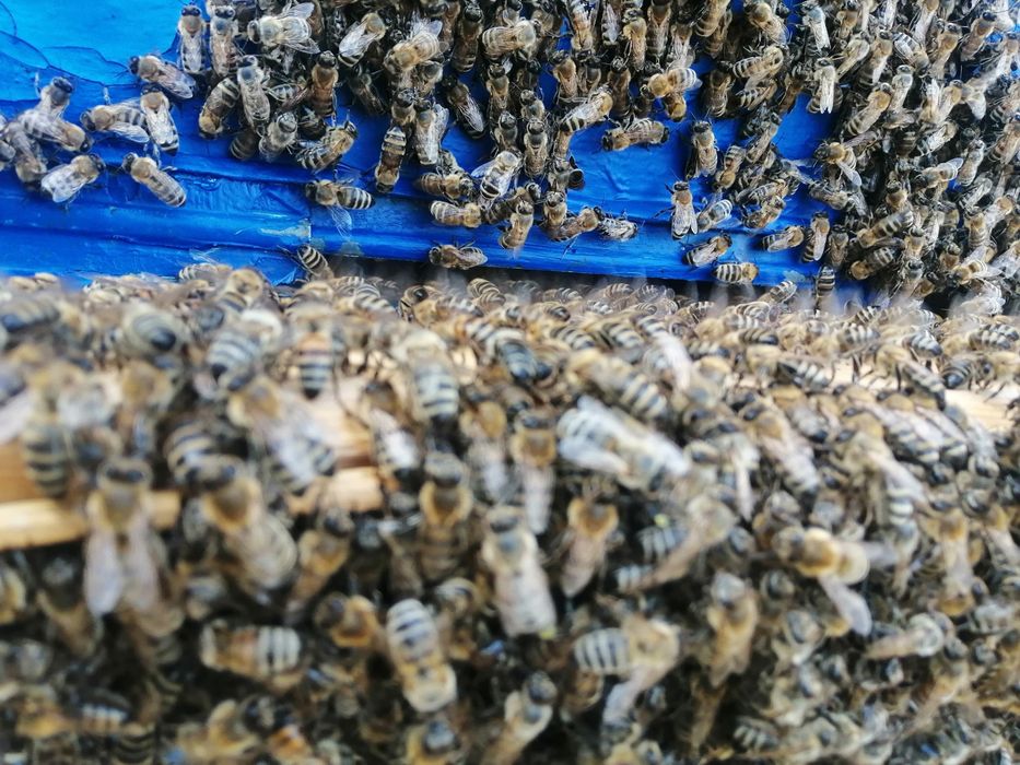 Мёд мёд мёд мед мёд мёд