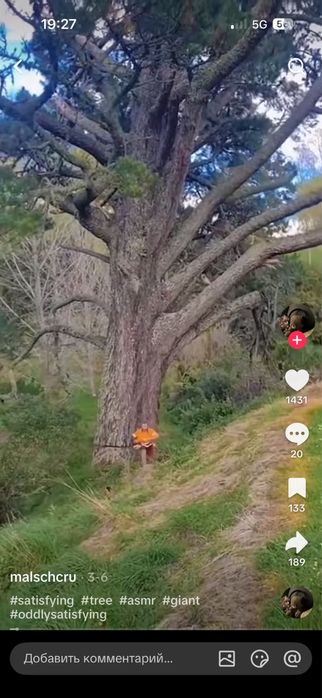 пилим дерева быстро не дорога