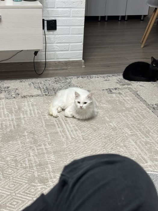 В добрые руки мальчик и девочка(белая)