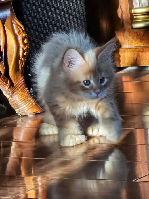 Котенок мейн-кун