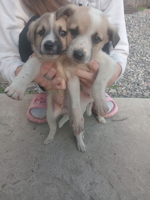 Щенята Звонки Домашний питомец