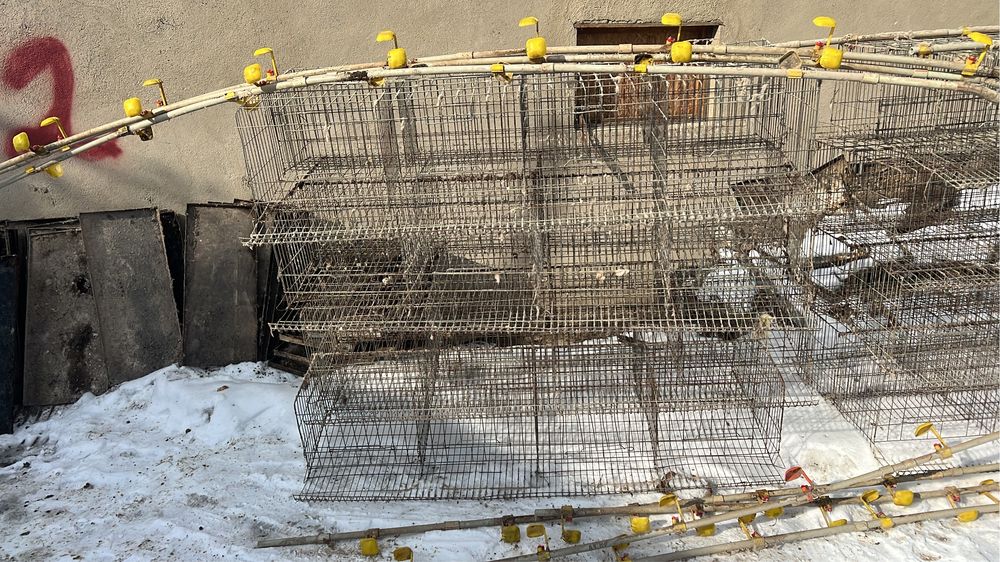 Клетки для кур несушек