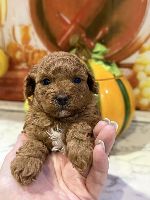 Продается девочка мини той пудель