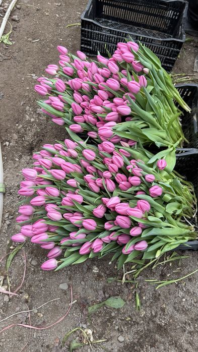 Тюльпан топ.