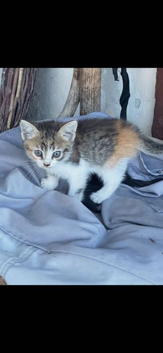 Подарявам котета