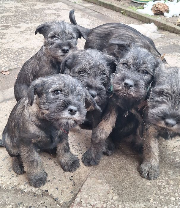 Мител Шнауцер(стандартен)-сол и пипер