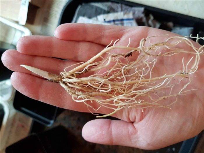 Хоста многолетная садовая микс