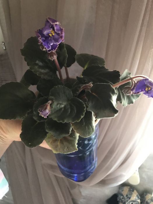 Продам фиалки цветущие