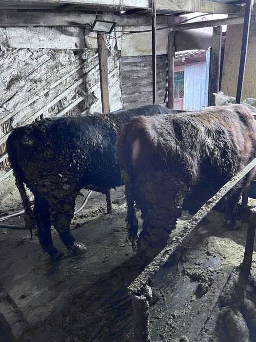 Продаются быки