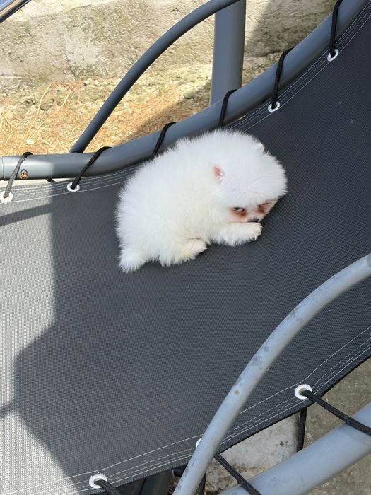 Pomeranian mini