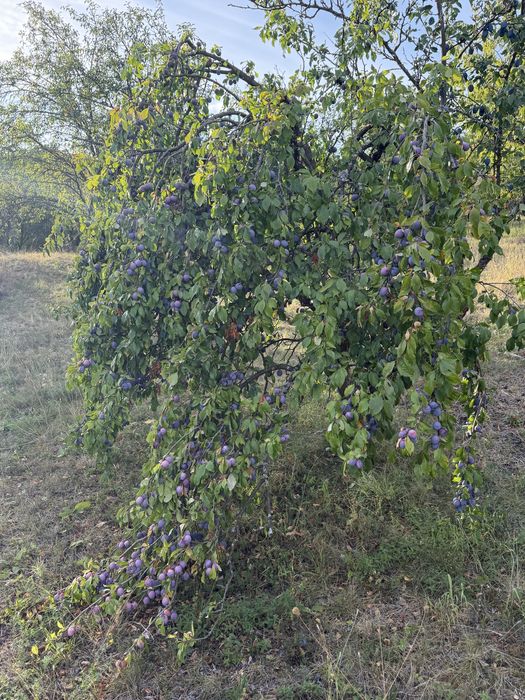 Vand prune si mere pentru tuica