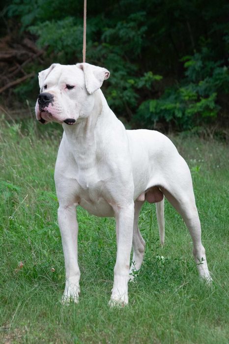 Dog Argentinian mascul 28 luni