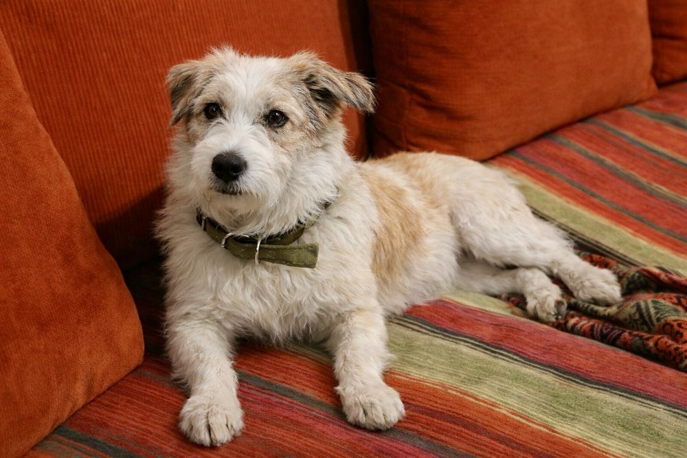 Собака Майя — тихая радость рядом