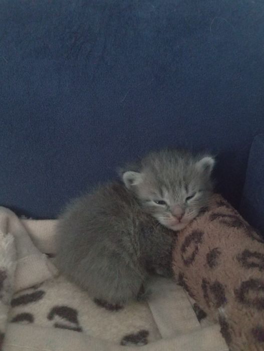 Бронь котят породистые
