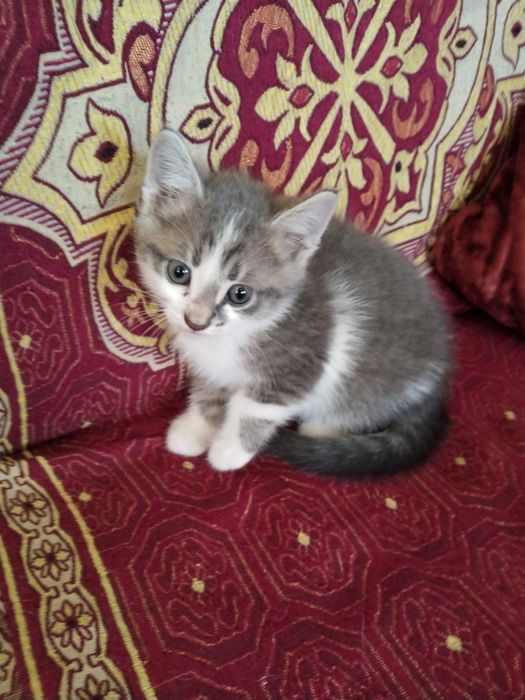 Отдам котят  в хорошие руки