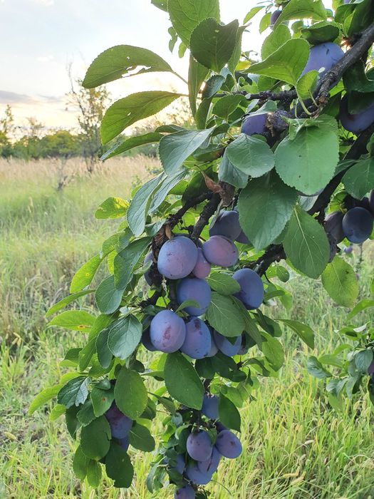 Prune consum, tuica, magiun, compot, coapte si zemoase prahova ploiesti valenii de munte