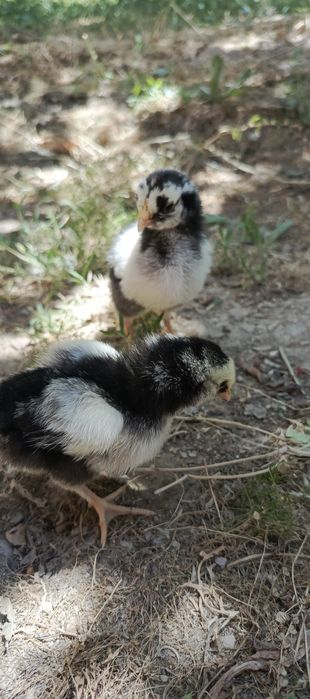 Wyandotte joʻjalari serebro. 1 xaftalik