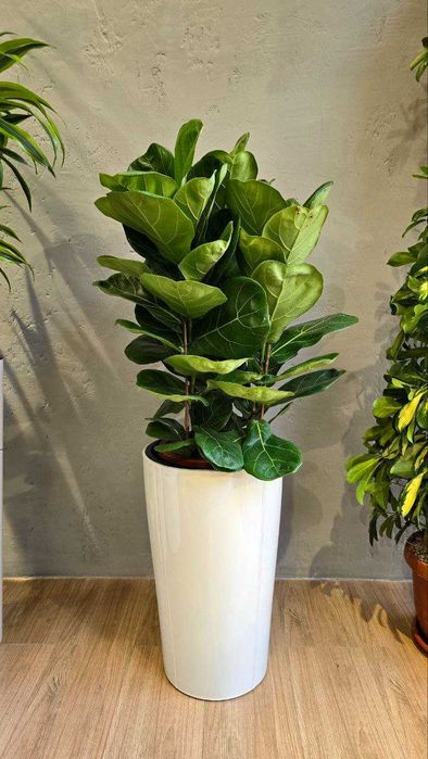 Лучшие растения для очистки воздуха (Хлорофитум, Сансевиерия)