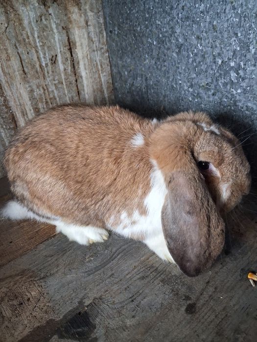 Vând mascul berbec german