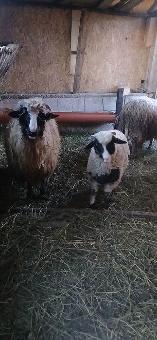 Oi tinere  de vânzare  mioare