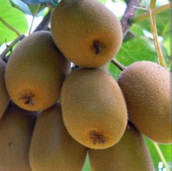 Кивита Хейуърд, Томури, Златно киви, Белен, Самоопрашващо