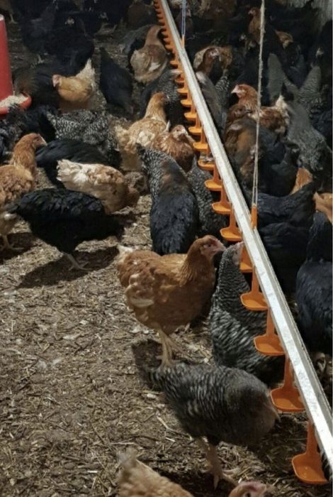 Vindem pui Albi de carne și rosi