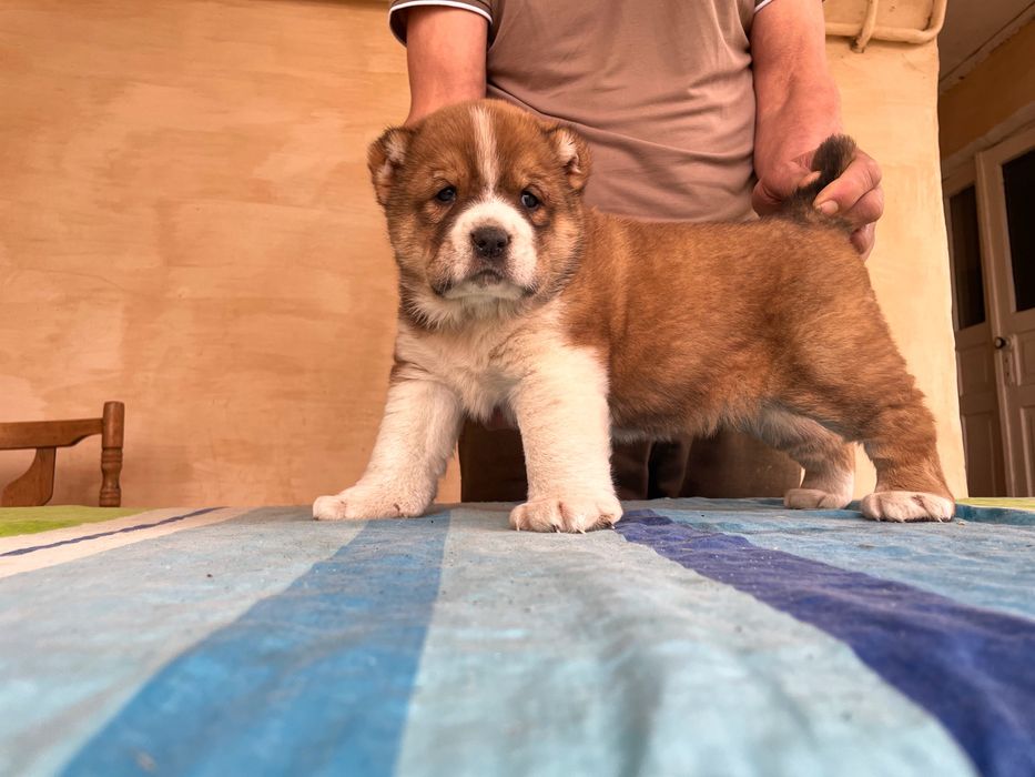 Щенок Алабая ( чистокровный )