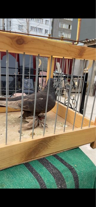 Голуби Гульсарка и бурая (майля)