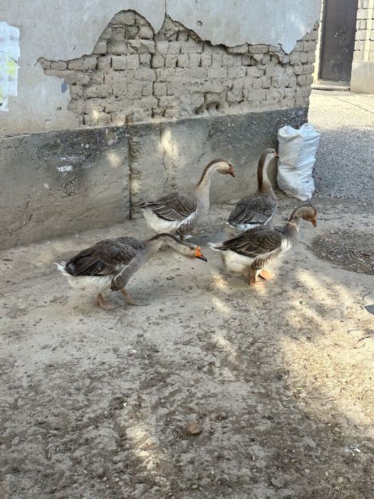 Ғаз сатылады Пародисты