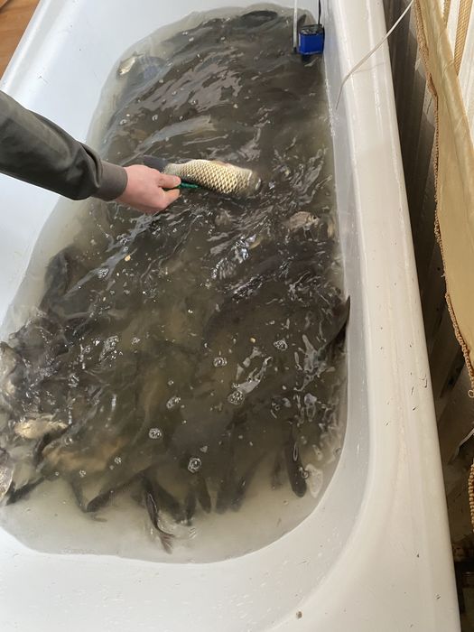 Живец балык бар колге салса болад