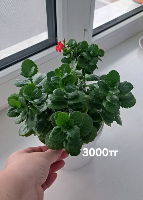 Долларовое , пеларгония, каланхоэ, диффенбахия