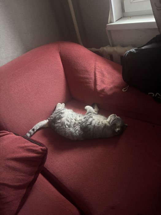 Отдам в хорошие руки.