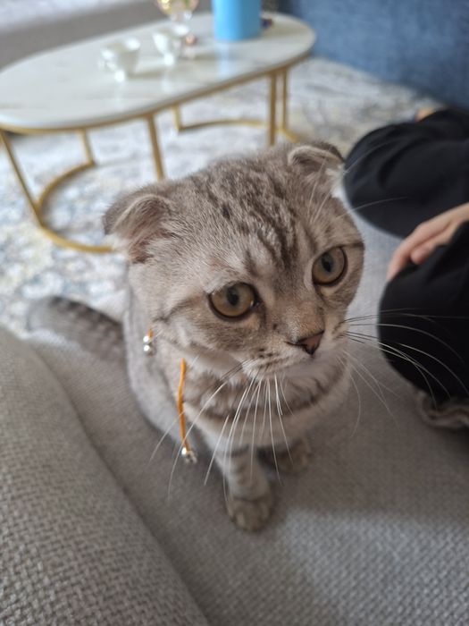 Срочно!!! Гибрид мушук хамма нарсаси билан берворамиз