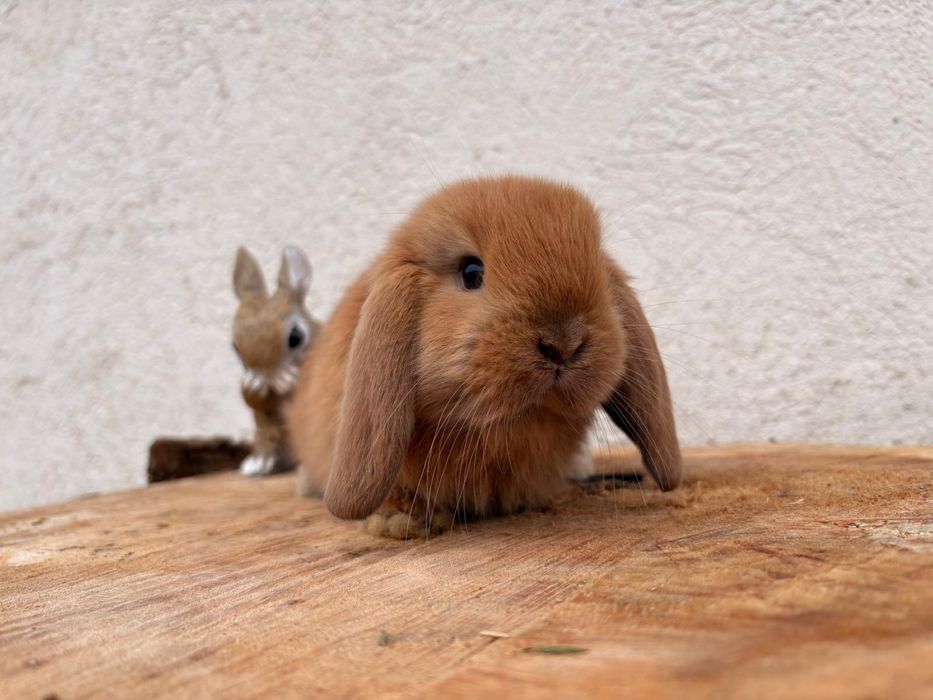 Iepuri pitici de companie berbec pitic/mini lop/holland lop