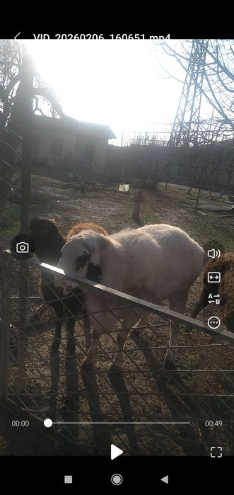 Qoy sotiladi parodasi arashan