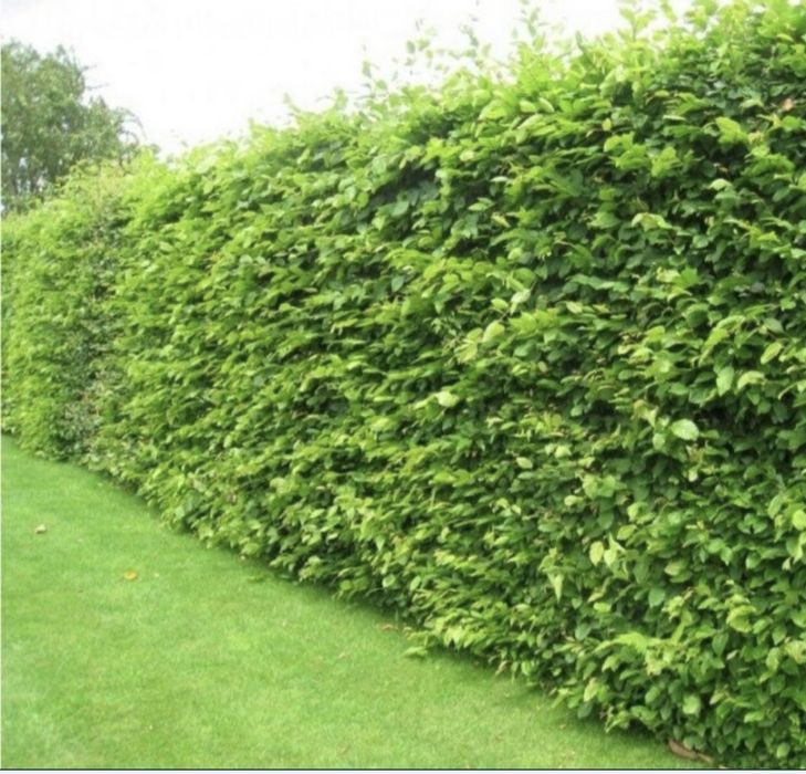 Gard Viu Ligustrum / Lemn Cainesc / Carpen