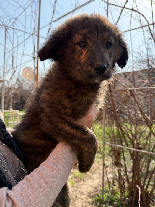 Щенки в добрые руки