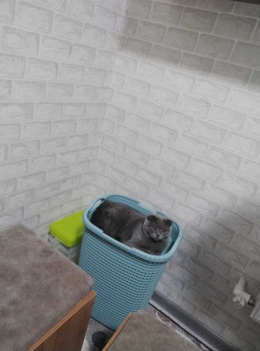 Кошка для дома британской породы
