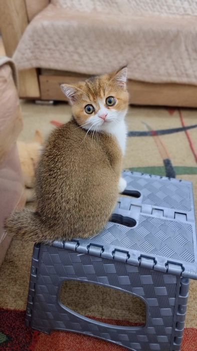 Скотиш страйт девочка шиншила золото