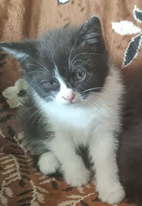 Отдам котенка очень доброму человеку