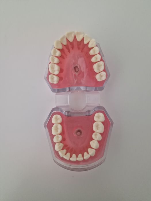 Model transparent cu dinti detasabili pentru practica medicina dentara