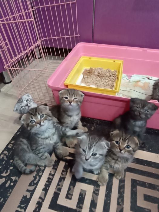 Продам котят скоттиш-фолд